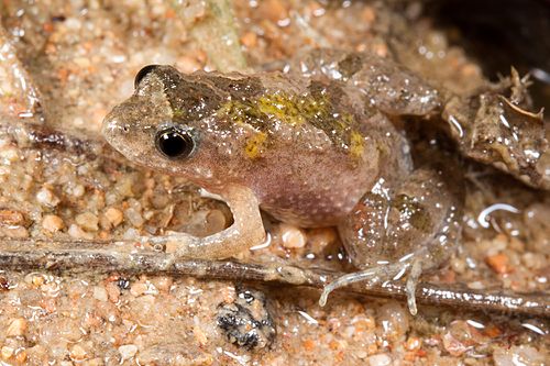 Desert froglet